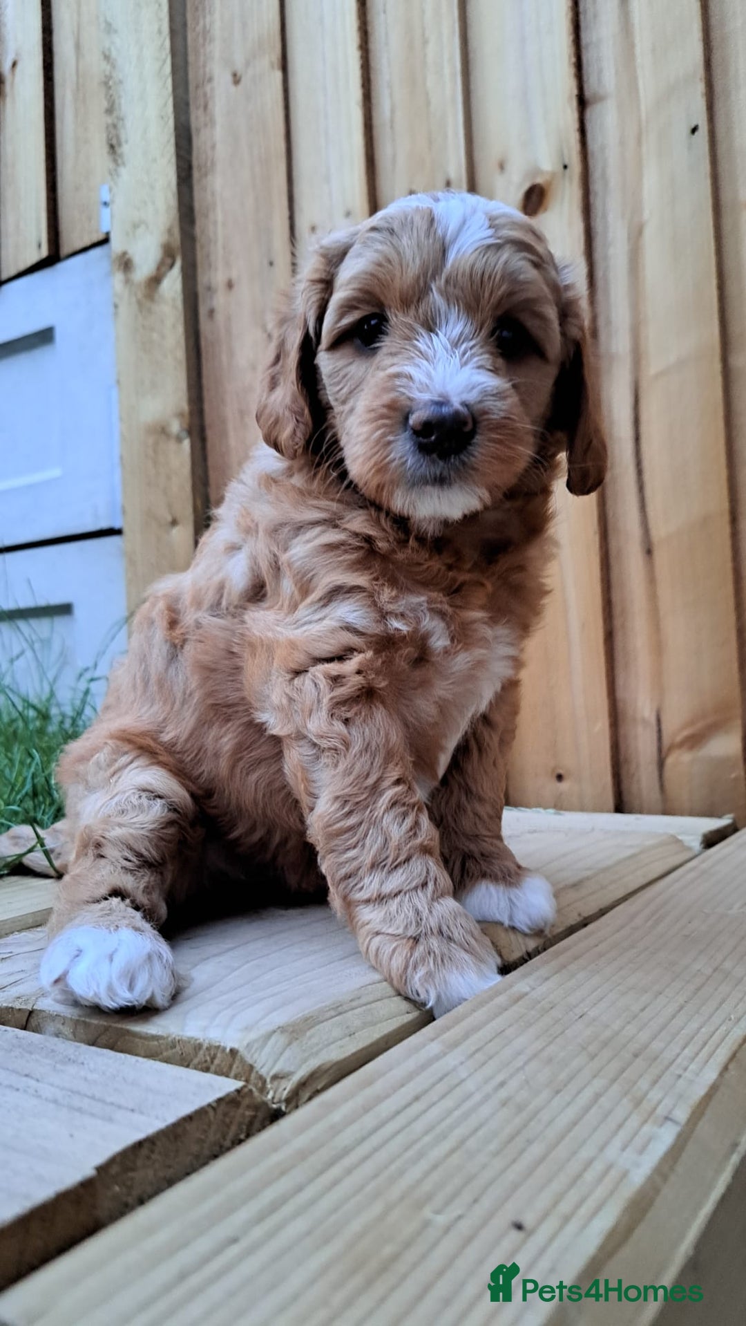 Australian Labradoodle dogs for sale: Australian Labradoodle puppies in Basildon - Image 22