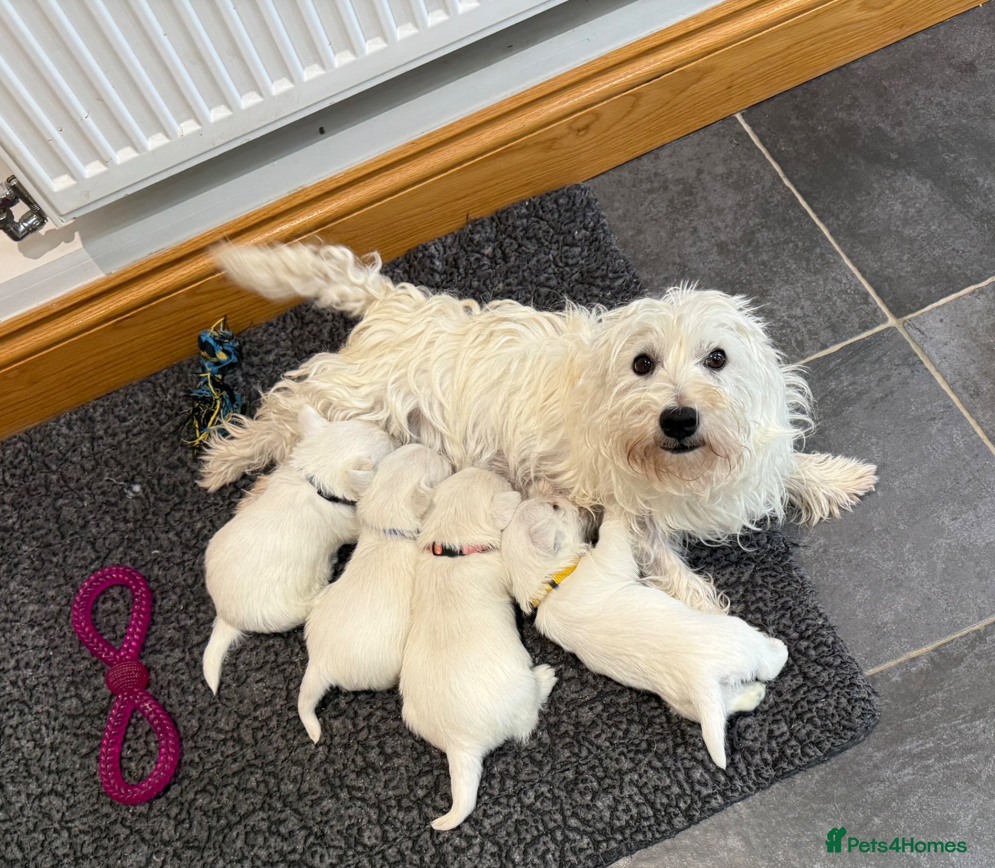 West Highland Terrier dogs KC REGISTERED Boys - Advert 1