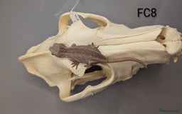 Gecko reptiles for sale: Red Base Red Stripe Gargoyle Gecko  - Image 4