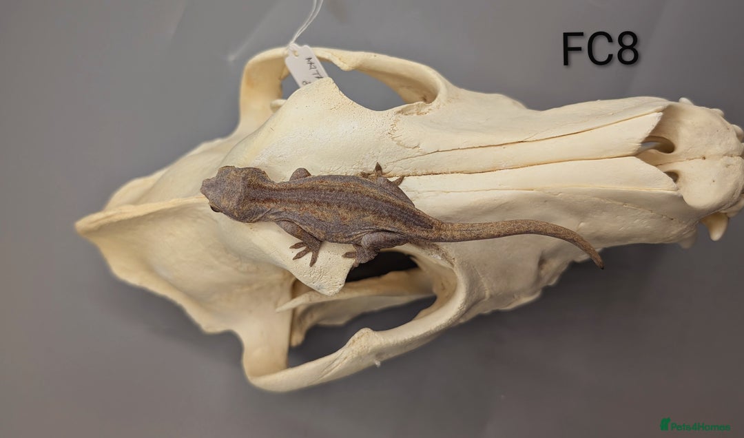 Gecko reptiles for sale: Red Base Red Stripe Gargoyle Gecko  - Image 4