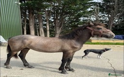Connemara horses for sale: Beautiful Connemara yearling gelding  - Image 2