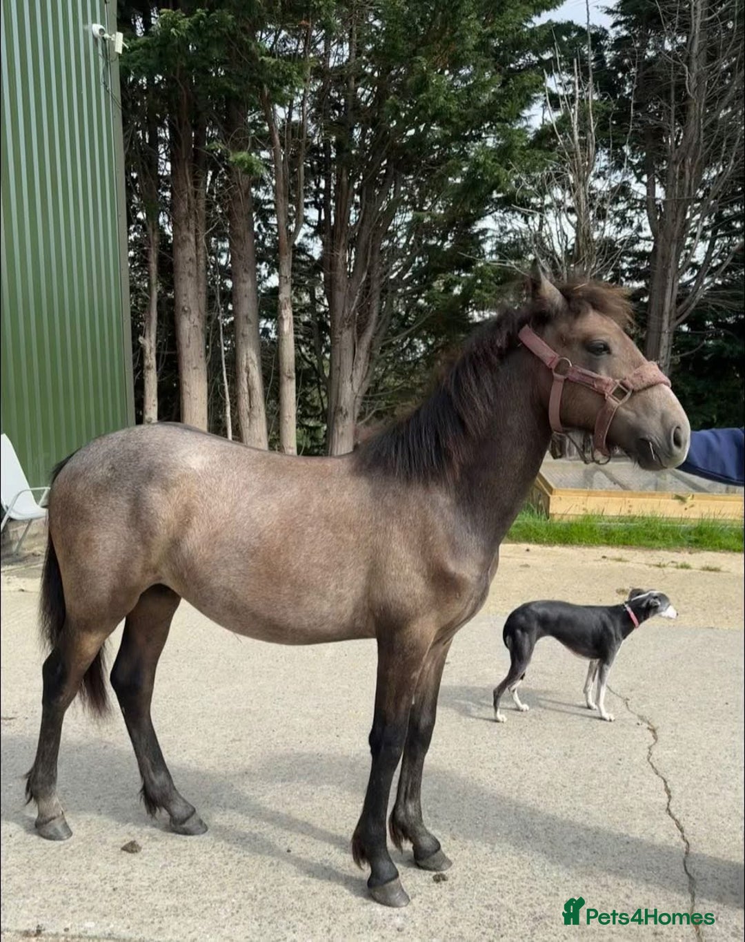 Connemara horses for sale: Beautiful Connemara yearling gelding  - Image 2