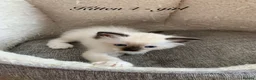 Ragdoll cats for sale: 🐾 Six Adorable Purebred Ragdoll Kittens 🐾 - Advert 32