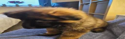 German Shepherd dogs for sale: Long haired German shepherd pups  - Advert 29