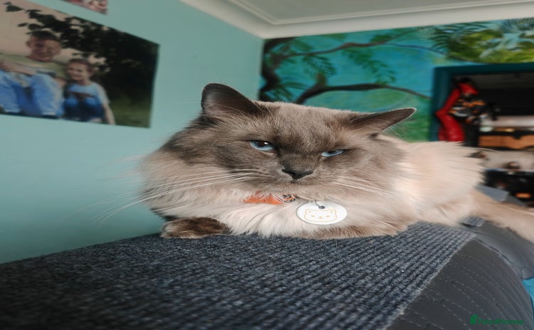 Ragdoll cats in Preston - Advert 4