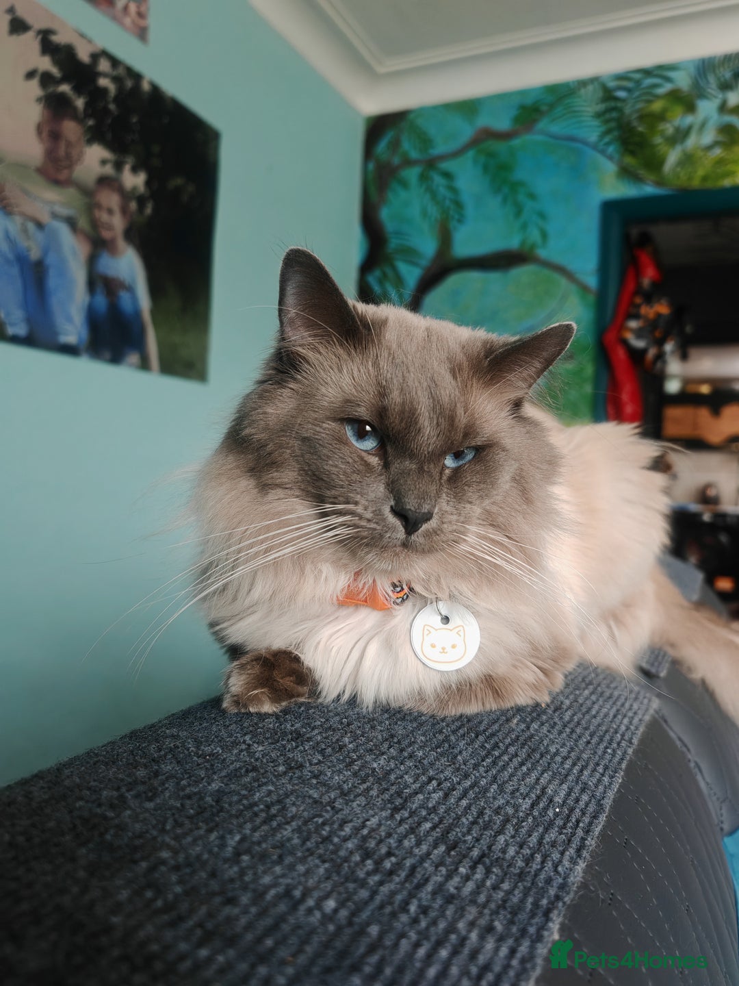 Ragdoll cats for stud: BEAUTIFUL BLUE POINT LARGE STUD RAGDOLL in Preston - Image 1