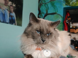 Ragdoll cats in Preston - Advert 27