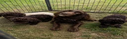 Cockapoo dogs for sale: F1 cockapoo 4 boys available  - Advert 5