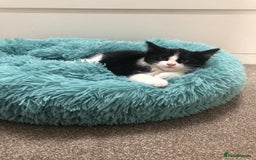 Mixed Breed cats for sale: Lovely Kittens 🖤 - Image 4