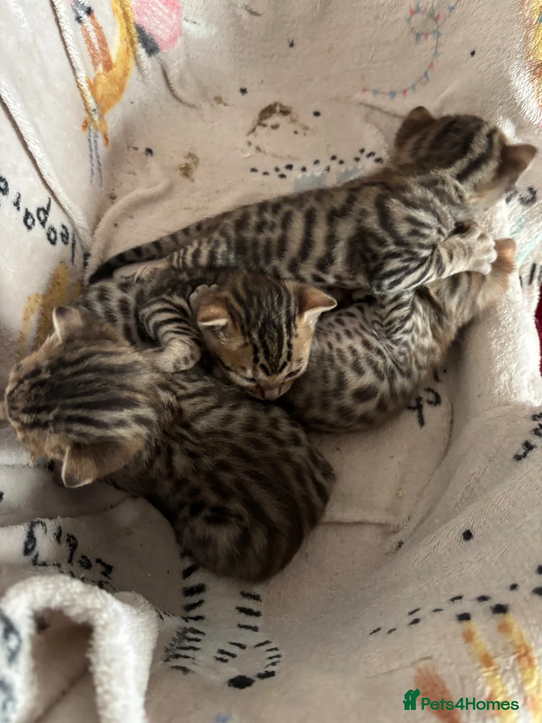 Bengal cats for sale: Gorgeous brown spot bengal kittens  - Advert 3
