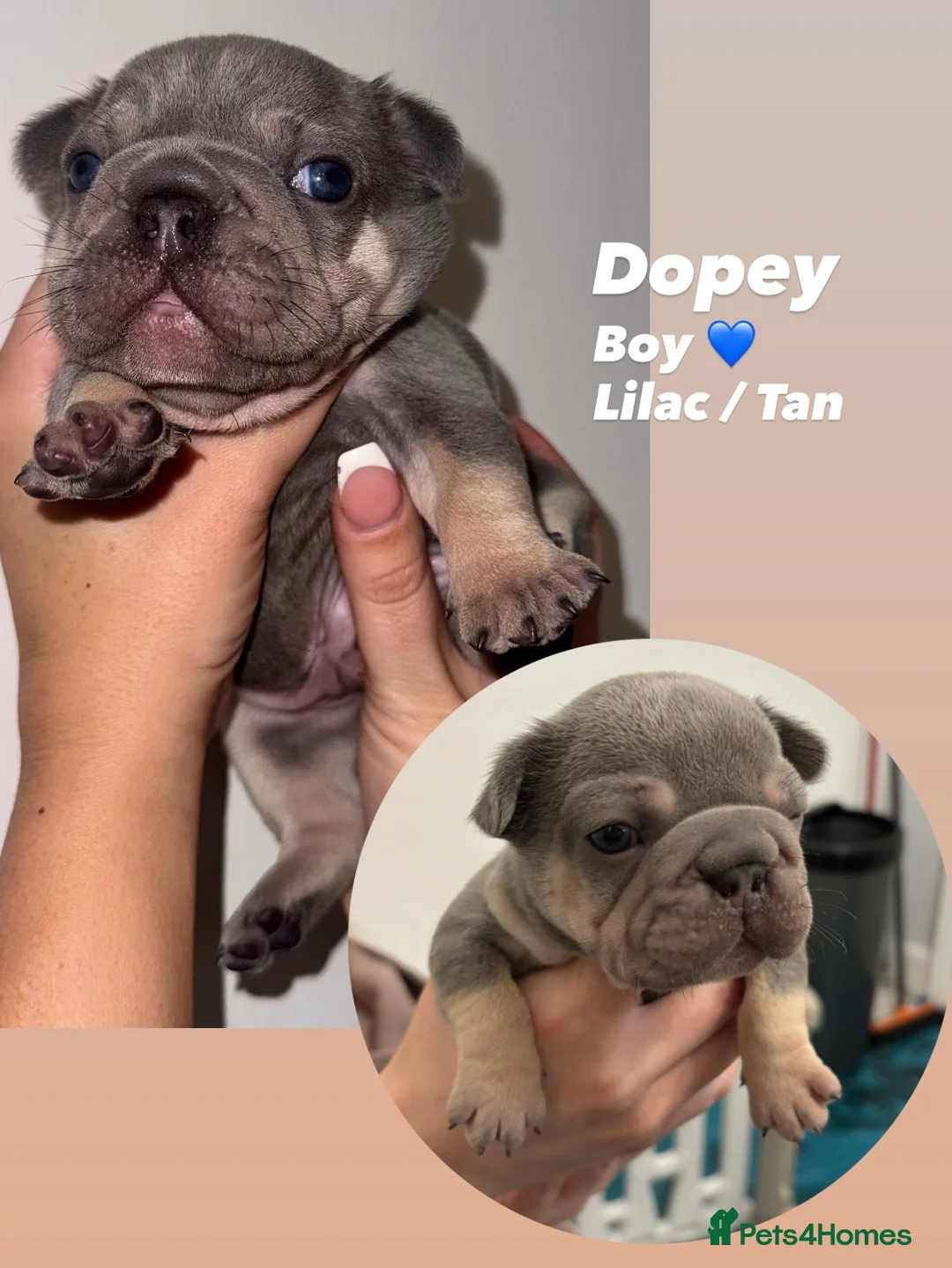 French Bulldog dogs for sale: French bulldog puppies - Advert 6