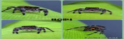 Spiders invertebrates for sale: Bahamas jumping spiders - Advert 5