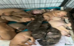 Lurcher dogs for sale: Family friendly pups - Image 2