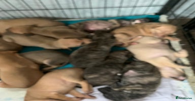 Lurcher dogs - Advert 4