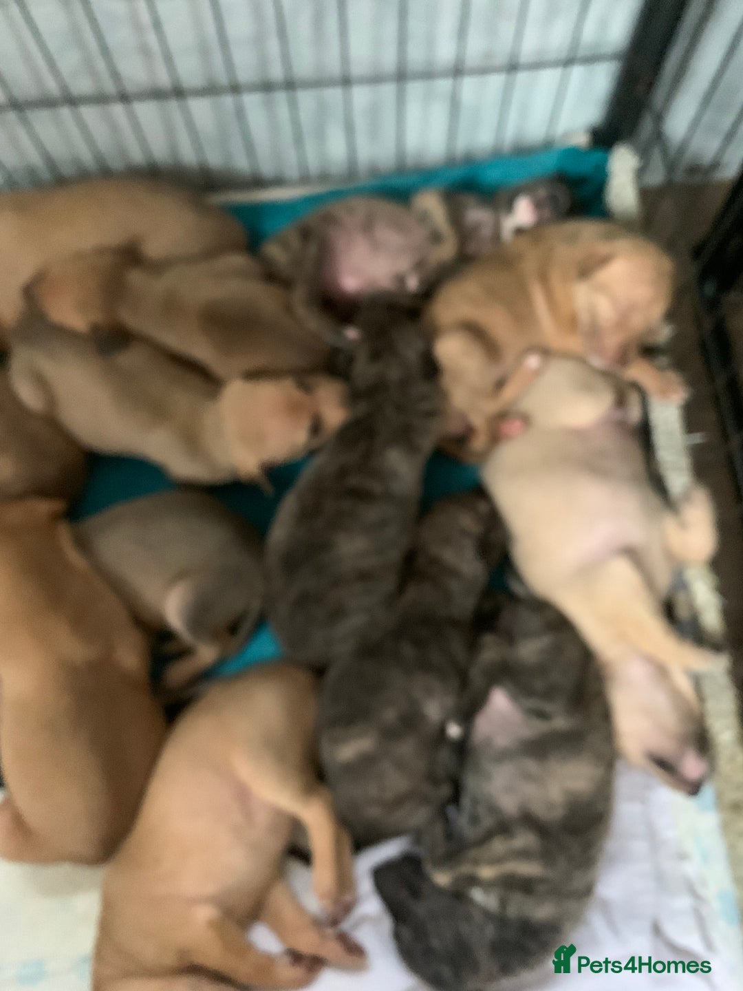 Lurcher dogs for sale: Family friendly pups - Image 2