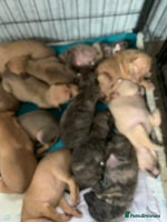 Lurcher dogs - Advert 3
