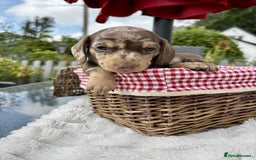 Miniature Dachshund dogs for sale: *READY NOW! 2 STUNNING KC REG MINI DACHSHUND BOYS* - Image 4
