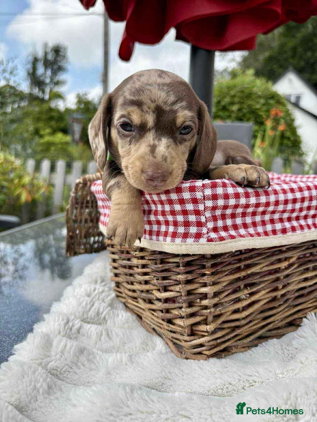 Miniature Dachshund dogs for sale: *READY NOW! 2 STUNNING KC REG MINI DACHSHUND BOYS* - Image 4