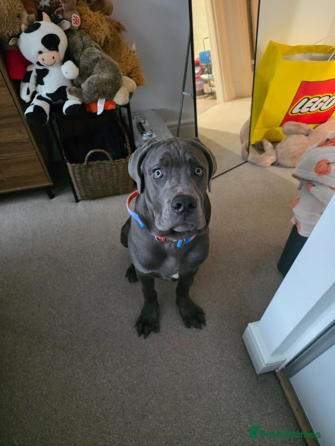 Cane Corso dogs for sale: Full breed cane corso - Advert 1