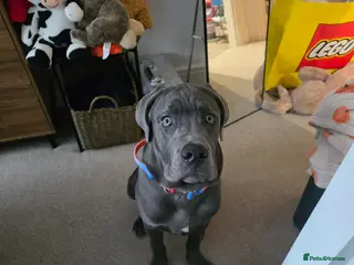 Cane Corso dogs Full breed cane corso - Advert 1