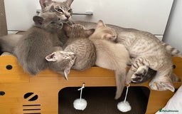 Tonkinese cats for sale: GCCF Registered Tonkinese Kittens - Image 5