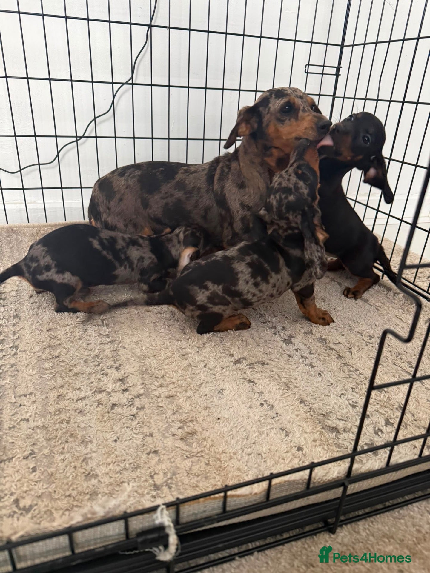 Dachshund dogs Ready to go  - Advert 9