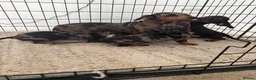 Dachshund dogs for sale: Ready to go  - Advert 2