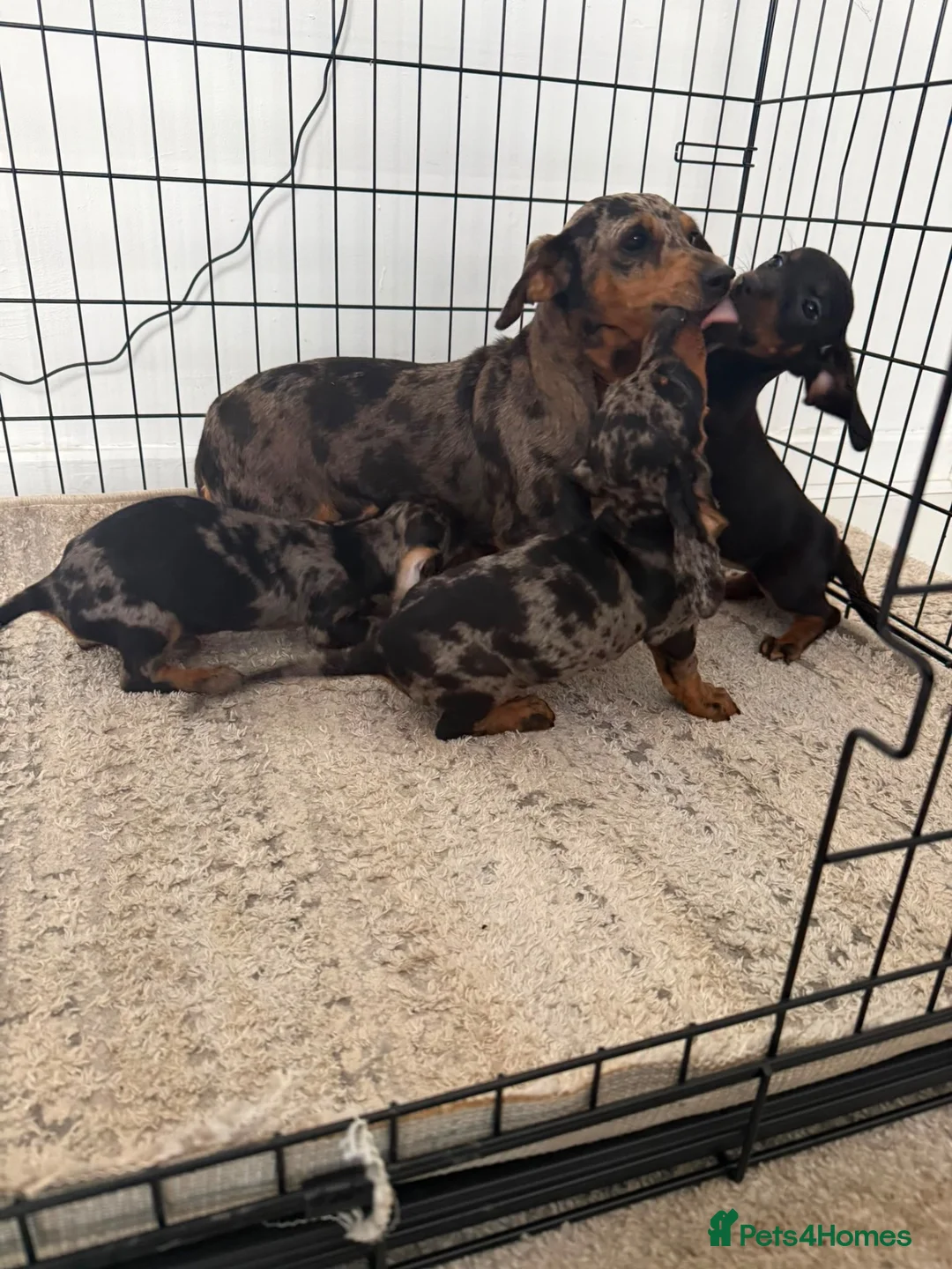 Dachshund dogs for sale: Ready to go  - Advert 2