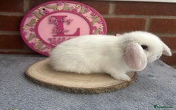 Mini Lop rabbits for sale: Pure Bred Minilops - Image 12