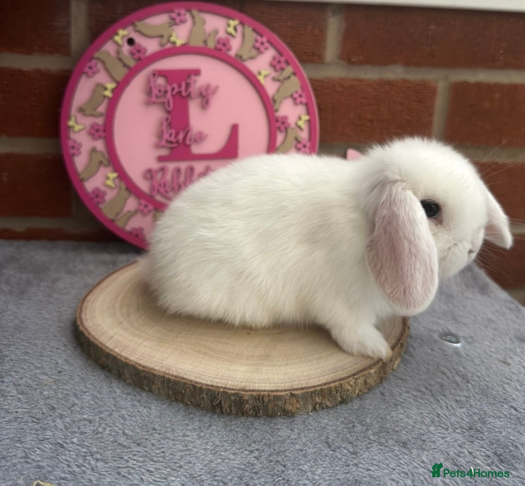 Mini Lop rabbits for sale: Pure Bred Minilops - Image 12