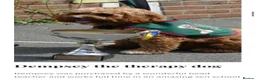 Cavapoochon dogs for sale: Exceptional Extensively health tested cavapoochon - Advert 9