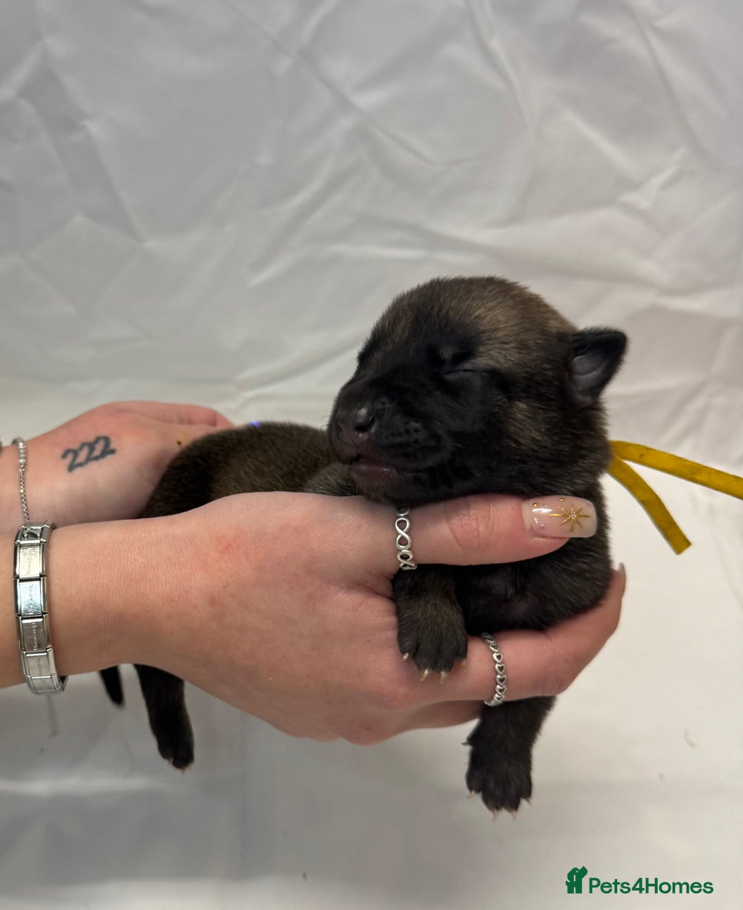 Belgian Shepherd Dog dogs for sale: KC Registered & Health Tested Belgian Malinois - Advert 4