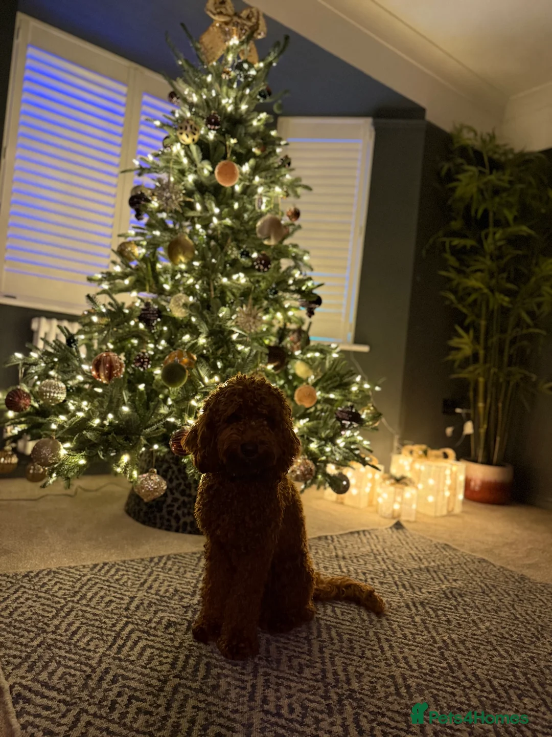 Cockapoo dogs for sale: Handsome 1 year old cockapoo Elvis 💙 - Advert 8