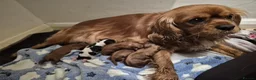 Cavalier King Charles Spaniel dogs for sale: Male Puppy for sale - Advert 4