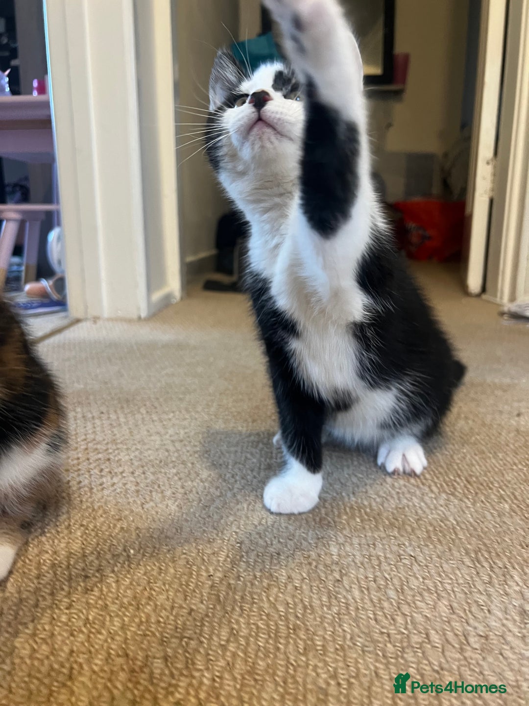 Mixed Breed cats for sale: Maine coon mix for sale - Advert 9