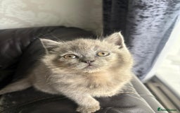 British Shorthair cats for sale: British shorthair kittens - Image 14