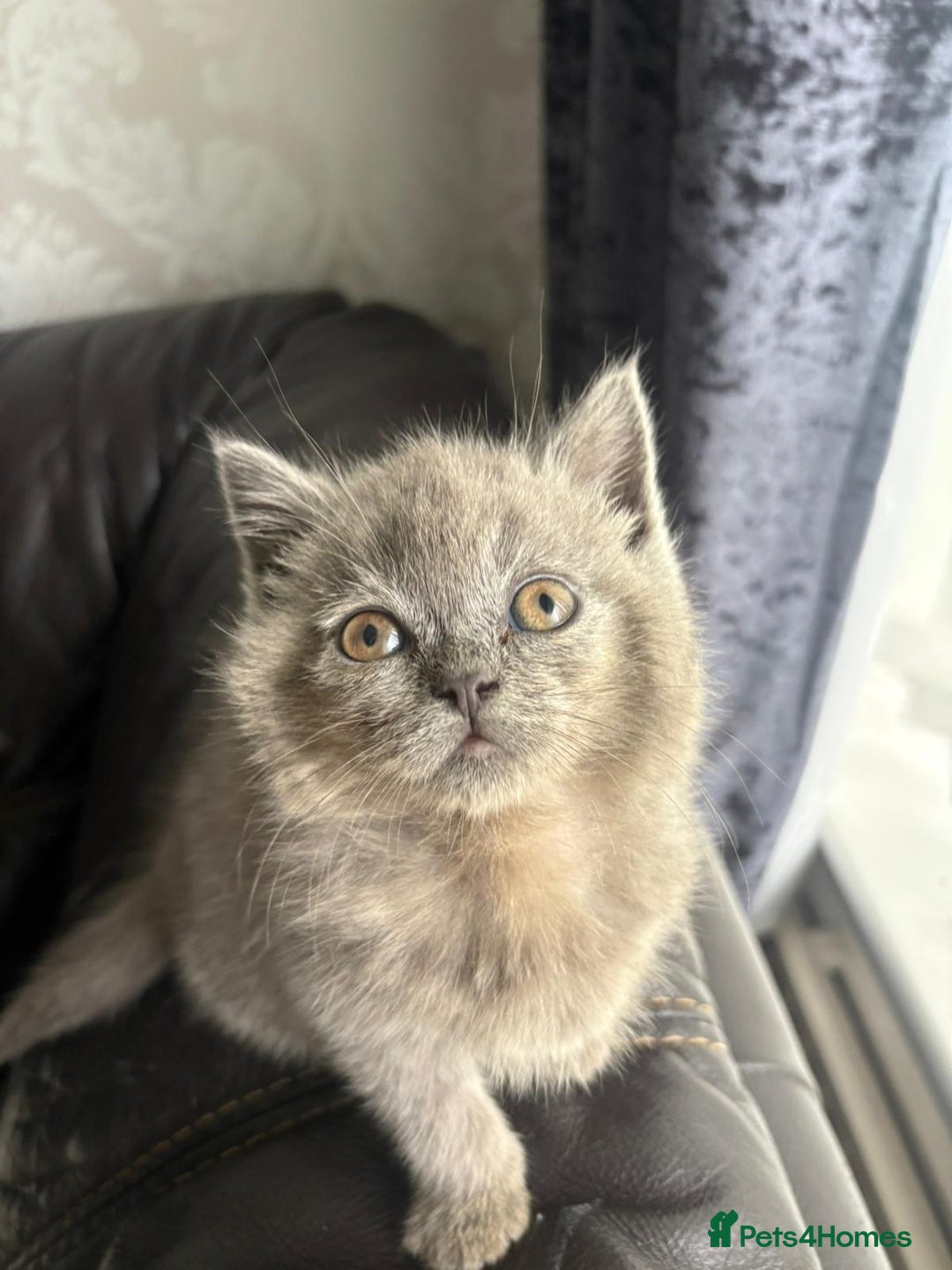 British Shorthair cats for sale: British shorthair kittens - Image 14