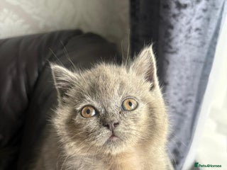 British Shorthair cats - Advert 1