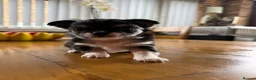 Chihuahua dogs for sale: Stunning Chihuahua Babies in Chatham - Advert 4