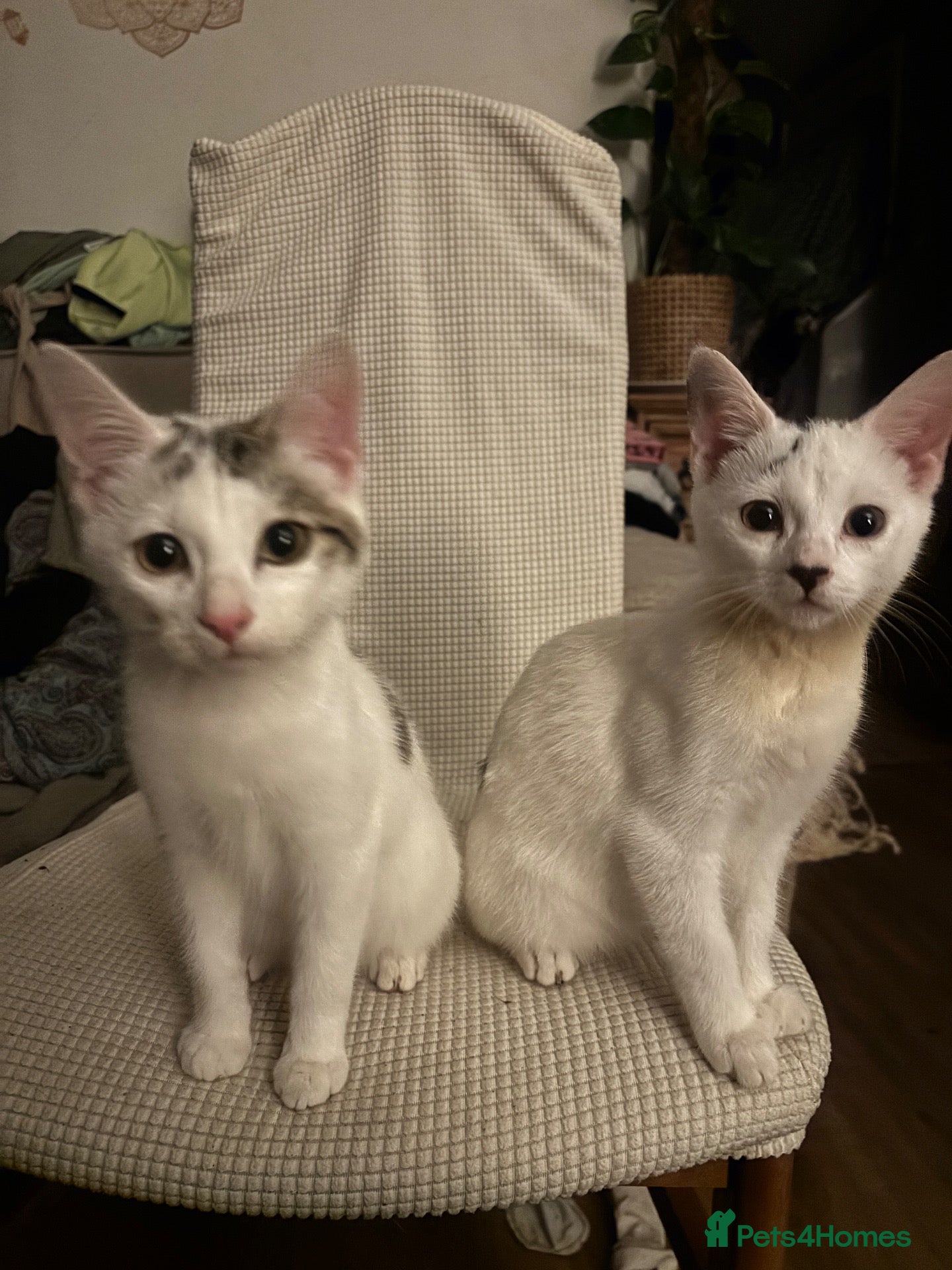 Mixed Breed cats Cute mixed kittens - Advert 1