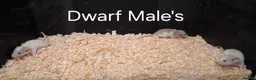 Rat rodents for sale: Baby Dumbo Rat's, various types  - Advert 34
