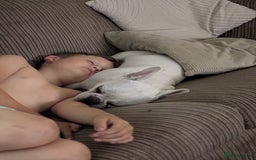 French Bulldog dogs for sale: Frenchie bitch - Image 9