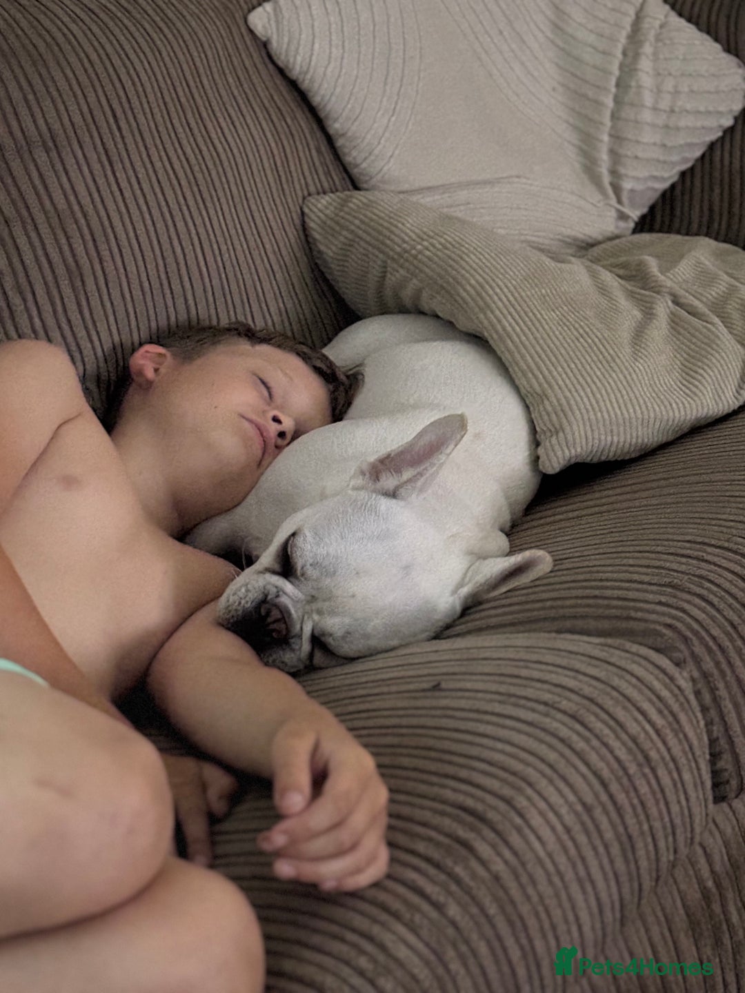 French Bulldog dogs for sale: Frenchie bitch - Image 9