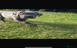 Cane Corso dogs for sale: Cane corso puppies looking for their forever homes - Image 20