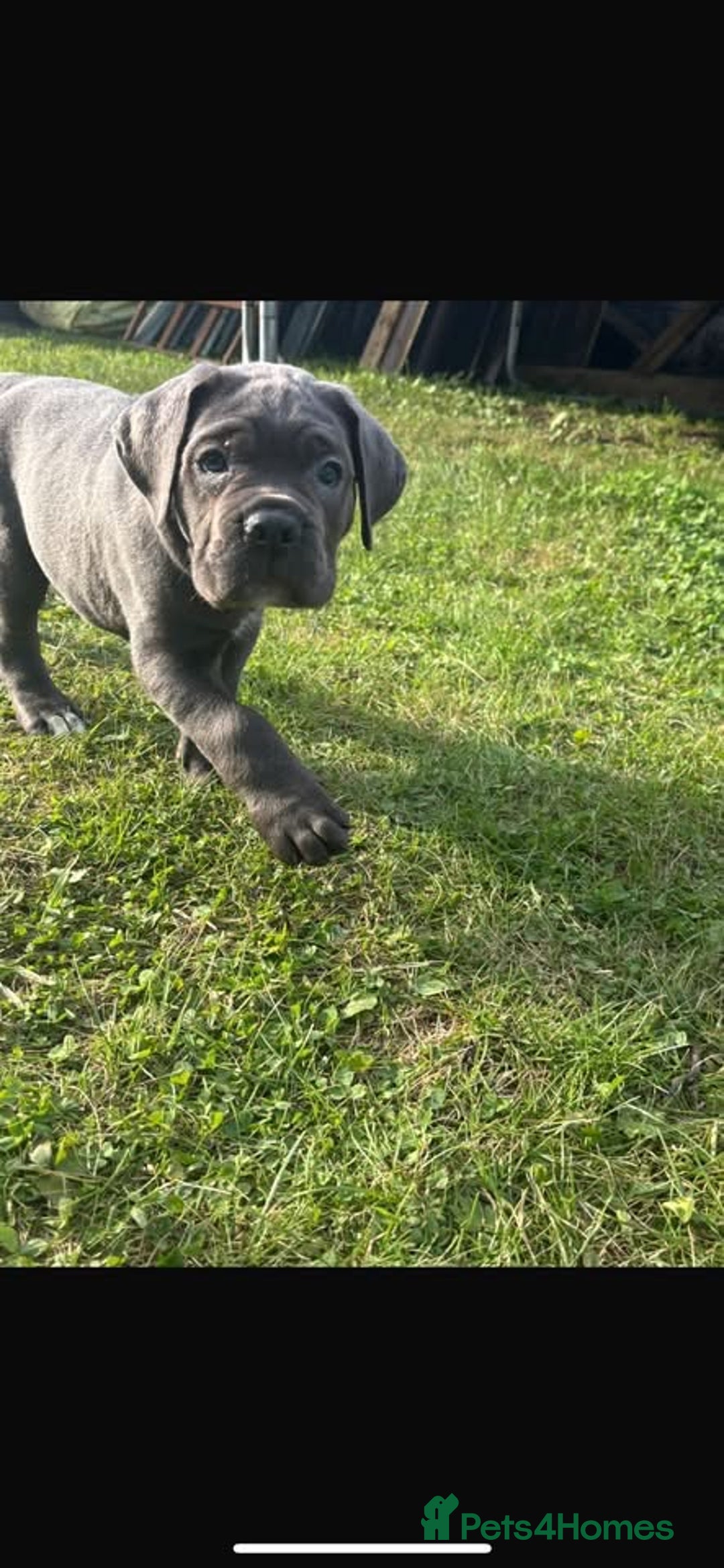 Cane Corso dogs for sale: Cane corso puppies looking for their forever homes - Image 20