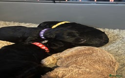Bordoodle dogs for sale: F1B Bordoodle Puppies - Image 22