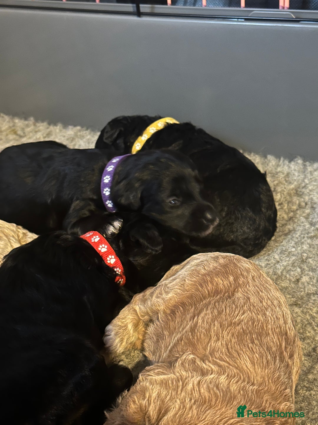 Bordoodle dogs for sale: F1B Bordoodle Puppies - Image 22