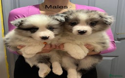 Border Collie dogs for sale: 6 Beautiful B&W & Merle Border Collie Puppies 🐶  - Image 4