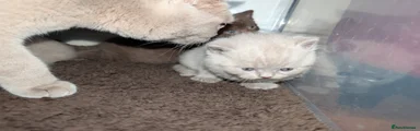 British Shorthair Kitten lilac 2