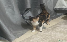 Mixed Breed cats for adoption: [Indoors Only] Mishu - Charming loving girl - Image 9